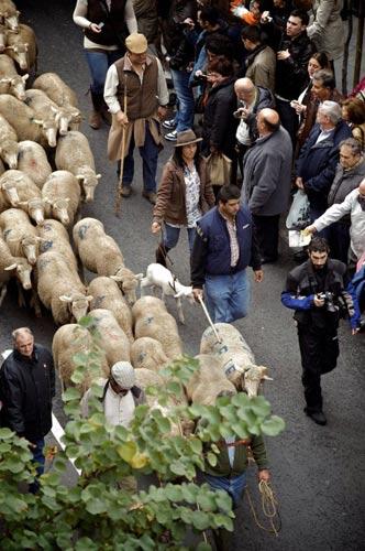牧民们赶着自己的羊群穿过太阳门广场