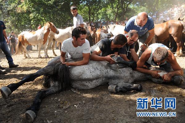 西班牙王国捕野马节