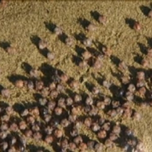 夏威夷海滩出现百万只豌豆大螃蟹 身份不明(组图)