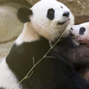 在法出生大熊猫宝宝“圆梦”正式与公众见面