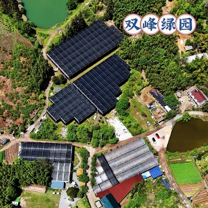 隐匿在双峰秘境的石斛仙草园